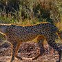 Tanzania, Serengeti. Mlother cheetah